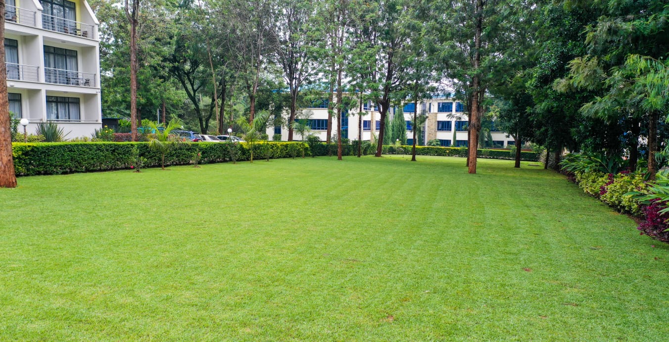 Chef garnishing a dish